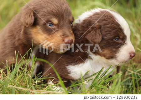 Adorable and Cute Brown Puppies Playing Joyfully in the Grass on a Beautiful Day Adorable and Cute Brown Puppies Playing Joyfully in the Grass on a Beautiful Day 128930232