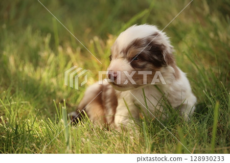 An Adorable Puppy Sitting in the Lush Grass A Cute Little Canine Overflowing with Joy An Adorable Puppy Sitting in the Lush Grass A Cute Little Canine Overflowing with Joy 128930233