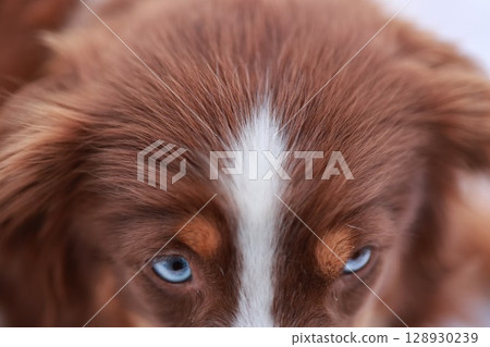 A brown and white dog with blue eyes A brown and white dog with blue eyes 128930239