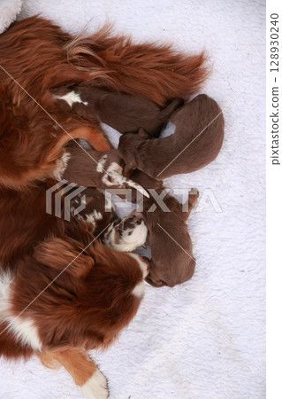 A mother dog is laying on a white blanket with her puppies A mother dog is laying on a white blanket with her puppies 128930240