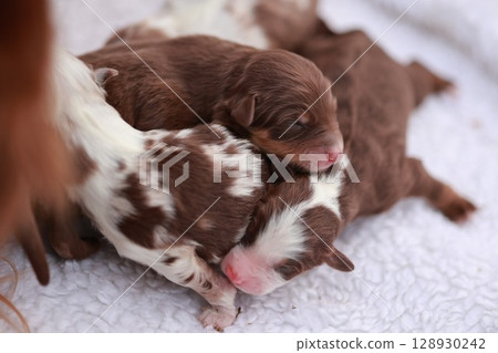 A group of puppies are sleeping on a white blanket 128930242
