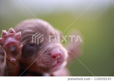 A puppy is looking at the camera with its eyes closed 128930245