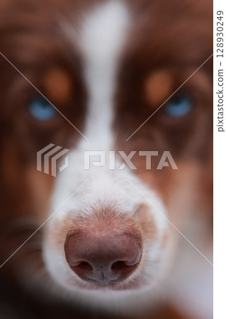 A dog with a blue eye and a brown nose 128930249
