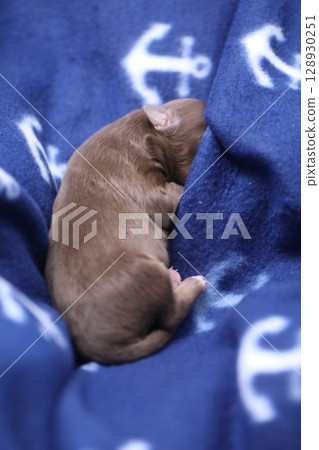 A brown puppy is sleeping on a blue blanket with anchors on it A brown puppy is sleeping on a blue blanket with anchors on it 128930251