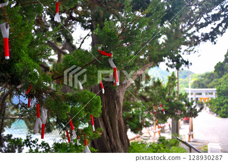 中部地區，伊豆半島，大瀨崎，以淡水聖池而聞名的大瀨神社，占卜紙條的圖像，靜岡縣沼津市西浦（2） 128930287