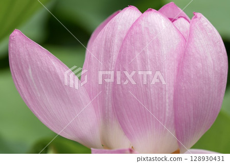 Beautiful lotus flowers starting to bloom Beautiful lotus flowers starting to bloom 128930431