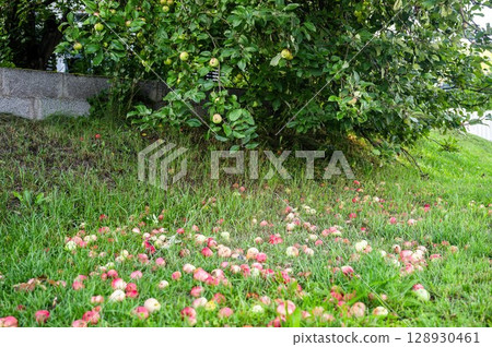Apple tree with ripe fruits and fallen apples on green grass in summer garden 128930461