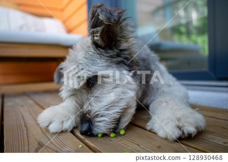 Fluffy dog eating green peas on wooden terrace in summer light 128930468