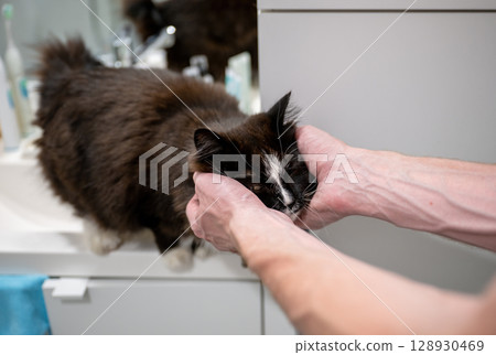 person gently scratching black and white cat chin in bathroom  128930469