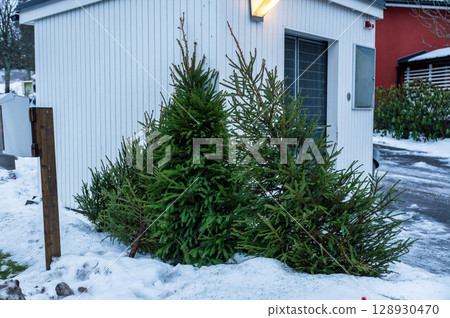 Group of discarded Christmas trees in snow near residential building after holidays Group of discarded Christmas trees in snow near residential building after holidays 128930470