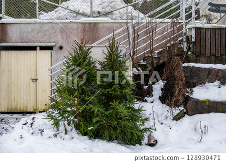 Discarded Christmas tree lying next to garbage bin after holiday season 128930471