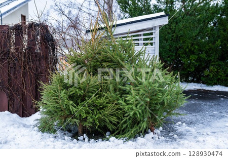 Discarded Christmas tree lying next to garbage bin after holiday season Discarded Christmas tree lying next to garbage bin after holiday season 128930474
