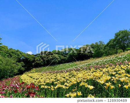 A colorful lily flower field that stands out against the blue sky and fresh greenery (Kasui Yuri no Sono, Fukuroi City, Shizuoka Prefecture) A colorful lily flower field that stands out against the blue sky and fresh greenery (Kasui Yuri no Sono, Fukuroi City, Shizuoka Prefecture) 128930489