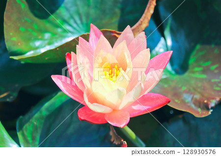 Pink water lilies decorating the waterside in early summer Pink water lilies decorating the waterside in early summer 128930576
