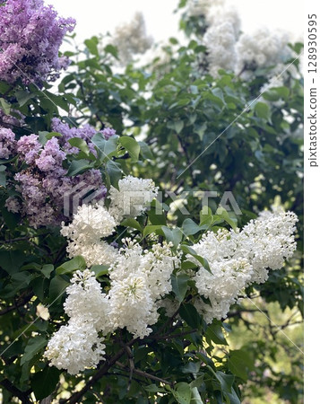 Lilacs blooming in vibrant purple and white against a lush green leafy background Lilacs blooming in vibrant purple and white against a lush green leafy background 128930595
