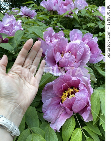 Large pink peonies in garden with hand showing scale and green leaves in background 128930596