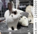 A cute white rabbit playing with a stuffed hedgehog and looking at you with its ears perked up 128930609