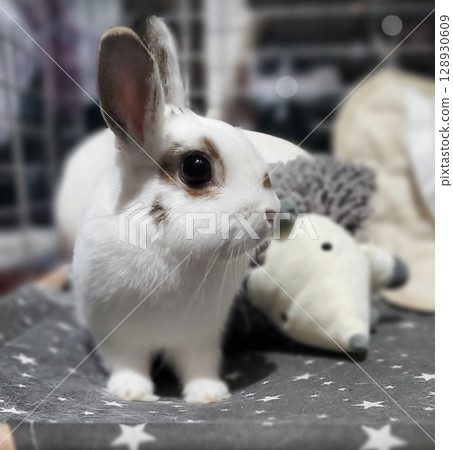 A cute white rabbit playing with a stuffed hedgehog and looking at you with its ears perked up 128930609