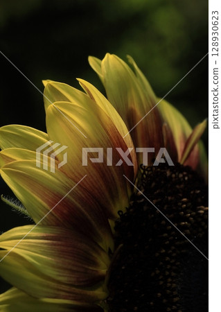 sunflower sunflower 128930623
