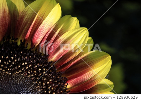 sunflower sunflower 128930629