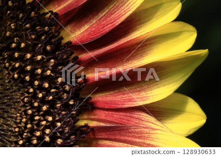 sunflower sunflower 128930633