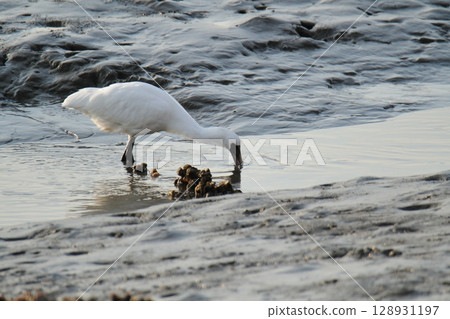 Arao City Port Wild Birds, 128931197