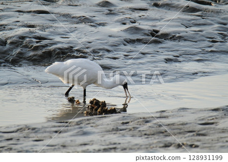 Arao City Port Wild Birds, Arao City Port Wild Birds, 128931199