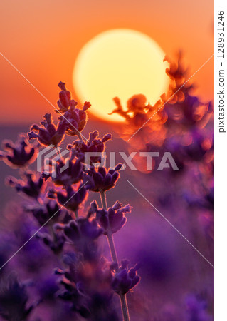 Lavender Sunset Field: Plants bloom during golden hour for aromatherapy essence under soft light. 128931246