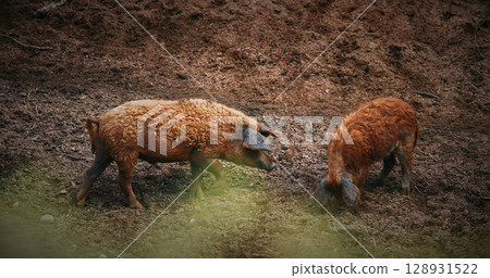Mangalica Pigs with curly fur foraging around in earthy ground 128931522