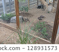 Carefree birds 128931573