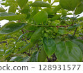 Persimmon's baby 128931577