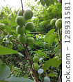 This year is a good year for plums 128931581