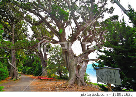 中部地區、伊豆半島、大瀨崎、大瀨神社和聖池透過靜岡縣沼津市西浦的杜松長廊連接起來（3） 128931623
