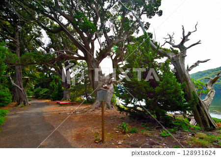 中部地區、伊豆半島、大瀨崎、大瀨神社和聖池透過靜岡縣沼津市西浦的杜松長廊連接起來（4） 128931624