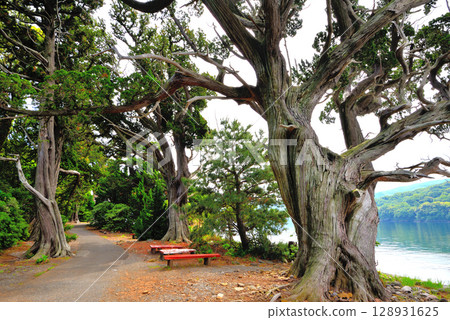 The juniper forest surrounding the perimeter of Osezaki and Kamiike ponds in the Izu Peninsula, Chubu region, and the seaside promenade in Nishiura, Numazu City, Shizuoka Prefecture (1) 128931625