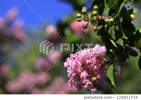 紫薇花（脆皮） 128931734