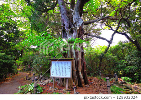 The sacred juniper tree of Ose Shrine at the tip of the cape, Osezaki, Izu Peninsula, Chubu region, Nishiura, Numazu City, Shizuoka Prefecture (2) 128932024
