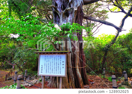 The sacred juniper tree of Ose Shrine at the tip of the cape, Osezaki, Izu Peninsula, Chubu region, Nishiura, Numazu City, Shizuoka Prefecture (3) The sacred juniper tree of Ose Shrine at the tip of the cape, Osezaki, Izu Peninsula, Chubu region, Nishiura, Numazu City, Shizuoka Prefecture (3) 128932025