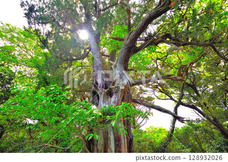 Image of the sacred juniper tree of Ose Shrine at the tip of the cape, Osezaki, Izu Peninsula, Chubu region, Nishiura, Numazu city, Shizuoka prefecture (1) 128932026