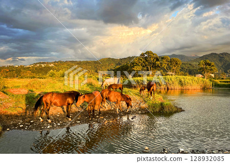 Wild horses grazing in the sunlit meadow and drinking water in the river. Beautiful sunset landscape Wild horses grazing in the sunlit meadow and drinking water in the river. Beautiful sunset landscape 128932085
