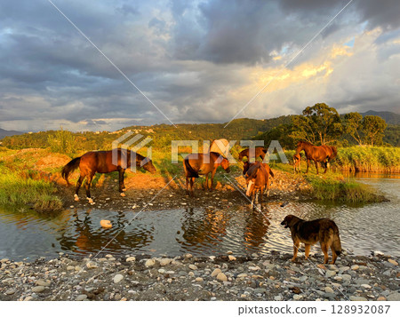 Young horses, lake and sky with clouds. Summer Sunset Landscape. 128932087