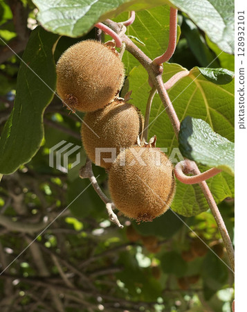 Fruit and leaves of kiwi fruit growing on tree. Environmentally friendly products. Nutrition and health. Nature in summer. Fruit and leaves of kiwi fruit growing on tree. Environmentally friendly products. Nutrition and health. Nature in summer. 128932101