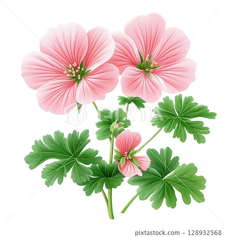 Pink Hardy Geranium Flower with Green Leaves 128932568