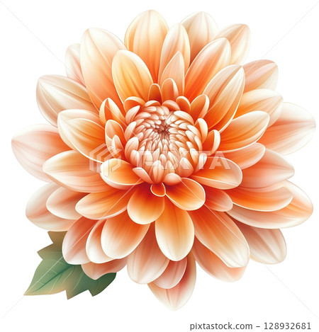 Beautiful Chrysanthemum Flower in Soft Orange Color 128932681