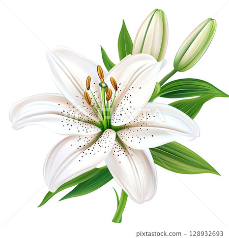 Elegant White Lily Flower in Bloom 128932693