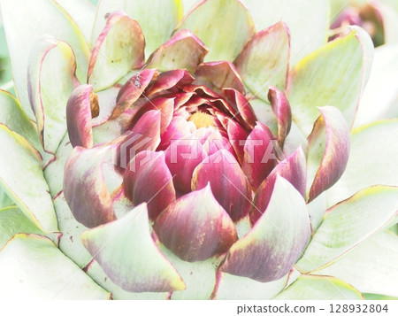 美麗的紫色朝鮮薊花 128932804