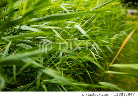 Lush green grass swaying in the wind with a vibrant natural background 128932947