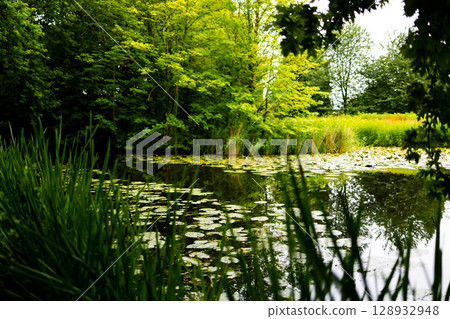Serene forest pond with water lilies and lush green trees 128932948