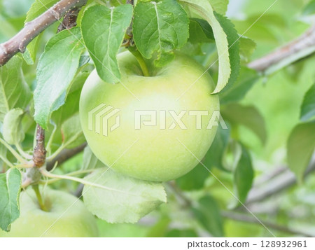 Unripe Miyabi Fuji summer apples on the tree 128932961
