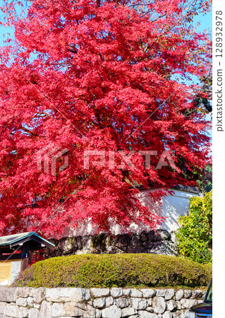 坂本比叡山口站前的紅葉 128932978